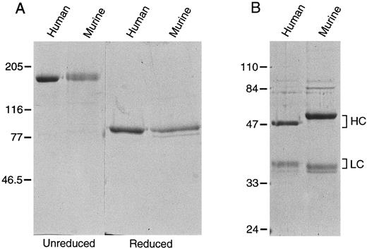 Fig. 3. Recombinant murine and human (A) factor XI and (B) factor XIa. Recombinant protein expressed in 293 fibroblasts was purified as described in Materials and Methods. Two microgram samples of each protein were size fractionated under reducing and nonreducing conditions on a 10% polyacrylamide SDS-gel, followed by staining with Coomassie brilliant blue. The positions of molecular weight markers in kD are shown at the left of the figure.