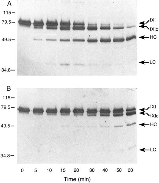 Fig. 4. Western blots of recombinant murine factor XI activated by (A) thrombin and (B) factor XIIa in the presence of dextran sulfate. Murine factor XI (5 μg/mL) was incubated with 1 μg/mL dextran sulfate and either human thrombin or factor XIIa (2.5 nmol/L) at 37°C. At various time points, samples were removed and mixed with SDS-reducing sample buffer. Western blots were prepared as described in Materials and Methods. The positions of molecular weight markers in kD are shown at the left of the figure. Abbreviations: fXI, factor XI zymogen; fXIc, factor XI cleaved; HC, factor XIa heavy chain; and LC, factor XIa light chain.