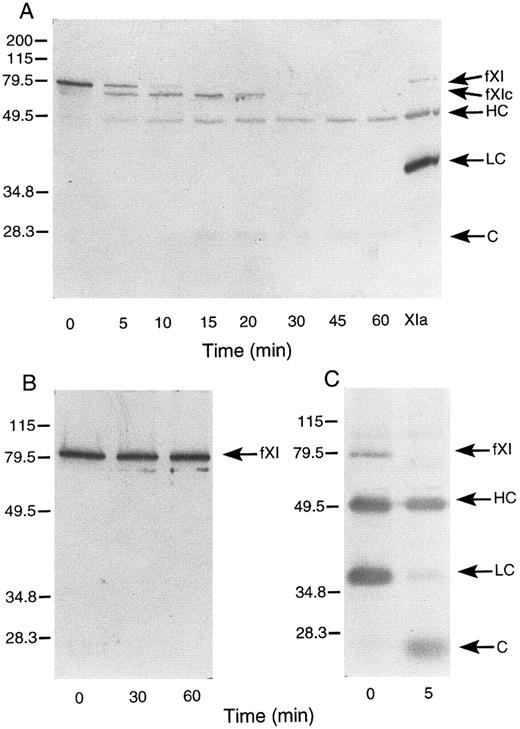 Fig. 5. Western blots of murine factor XI. (A) Murine factor XI activation by murine factor XIa in the presence of dextran sulfate. Murine factor XI (5 μg/mL) was incubated with 1 μg/mL dextran sulfate and murine factor XIa (5 nmol/L) at 37°C. (B) Murine factor XI autoactivation. Murine factor XI (5 μg/mL) was incubated with 1 μg/mL dextran sulfate at 37°C. (C) Murine factor XIa (5 μg/mL) was incubated with 1 μg/mL dextran sulfate at 37°C. Western blots were prepared for all experiments as described in Materials and Methods. The positions of molecular weight markers in kD are shown at the left of the figure. Abbreviations: fXI, factor XI zymogen; fXIc, factor XI cleaved; HC, factor XIa heavy chain; LC, factor XIa light chain; and C, cleavage product-possibly of the light chain. The sample in lane XIa is an activated murine factor XI standard prepared by incubating factor XI with factor XIIa in the absence of dextran sulfate.