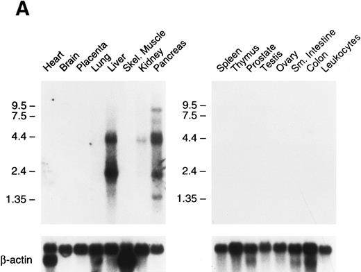Fig. 6. Northern blots of human and murine tissues for factor XI and contact activation protease expression. (A) Human tissue Northern blots hybridized with a full-length human factor XI cDNA probe, (B) murine tissue Northern blots hybridized with a full-length murine factor XI cDNA probe, and (C) human tissue Northern blots hybridized with either a full-length human factor XII or human prekallikrein cDNA probe. Blots were subsequently stripped and hybridized with a human β-actin cDNA probe to show equal lane loading of RNA. The position of molecular weight markers in kilobases is shown at the left of the figures.