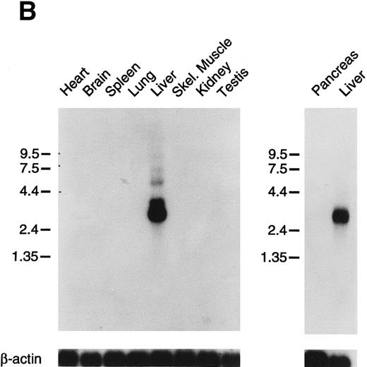 Fig. 6. Northern blots of human and murine tissues for factor XI and contact activation protease expression. (A) Human tissue Northern blots hybridized with a full-length human factor XI cDNA probe, (B) murine tissue Northern blots hybridized with a full-length murine factor XI cDNA probe, and (C) human tissue Northern blots hybridized with either a full-length human factor XII or human prekallikrein cDNA probe. Blots were subsequently stripped and hybridized with a human β-actin cDNA probe to show equal lane loading of RNA. The position of molecular weight markers in kilobases is shown at the left of the figures.