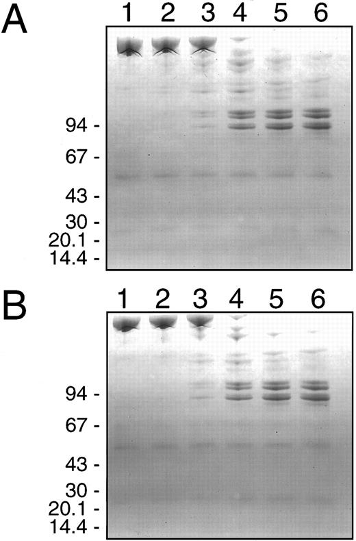Fig. 2. SDS-PAGE analysis of human neutrophil elastase cleavage of human factor V. Purified human F.V (600 nmol/L) was incubated at 37°C with purified HNE (2 nmol/L) in HBS, pH 7.4 with 5 mmol/L CaCl2 and 3 μmol/L DAPA in the absence (A) or presence (B) of 50 μmol/L PCPS vesicles and simultaneous aliquots were withdrawn for prothrombinase assays and analysis by SDS-PAGE. Samples (4 μg) were withdrawn at 0, 0.5, 2, 10, 20, and 30 minutes after HNE addition corresponding to lanes 1, 2, 3, 4, 5, and 6, respectively. HNE activity was terminated by addition of SDS-PAGE sample buffer and heating at 90°C for 2 minutes. Samples were electrophoresed on 4% to 10% gradient SDS polyacrylamide gels under reducing conditions and then stained with Coomassie Blue. The migration position of molecular weight standards in (kD) is indicated on the left of each panel.