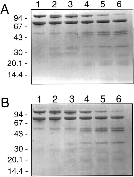 Fig. 3. SDS-PAGE analysis of human neutrophil elastase cleavage of human factor Va. Purified human F.Va (600 nmol/L) was incubated at 37°C with purified HNE (60 nmol/L) in HBS, pH 7.4 with 5 mmol/L CaCl2 and 3 μmol/L DAPA in the absence (A) or presence (B) of 50 μmol/L PCPS vesicles and simultaneous aliquots were withdrawn for prothrombinase assays and analysis by SDS-PAGE. Samples (4 μg) were withdrawn at 0, 0.5, 2, 10, 20, and 30 minutes after HNE addition corresponding to lanes 1, 2, 3, 4, 5, and 6, respectively, and HNE activity was terminated by addition of SDS-PAGE sample buffer and heating at 90°C for 2 minutes. Samples were electrophoresed on 5% to 15% gradient SDS polyacrylamide gels under reducing conditions and then stained with Coomassie Blue. The migration position of molecular weight standards in (kD) is indicated on the left of each panel.