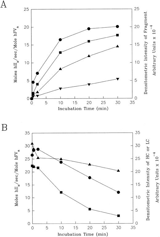 Fig. 4. Correlation between the effect of HNE and the cofactor activities of F.V and F.Va and the appearance/dissappearance of specific protein fragments. The SDS gels for F.V (A) or F.Va (B) from Figs 2A and 3A, respectively, were scanned using a Hewlett Packard ScanJet 3C and the density of each fragment calculated as described in Materials and Methods. The data from the corresponding prothrombinase assays (F.V, Fig 1A; F.Va, Fig 1B) is plotted against the densitometry data to relate fragment appearance/disappearance after HNE treatment to changes in cofactor activity. In (A), the cofactor activity (left axis) of F.V (•) is plotted against the density (right axis) of fragments of apparent molecular mass of 99/97 kD (▪); 89/87 kD (▴); and 76/74 kD (▾). In (B), the cofactor activity (left axis) of F.Va (•) is plotted against the density (right axis) of the 96-kD heavy chain (▪) and the 74/72 kD light chain (▴).