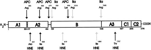 Fig. 5. Schematic diagram for the proteolytic cleavages of human F.V and F.Va by HNE. The domain structure of human F.V is made up of the heavy chain (residues 1-709) comprising two A domains (A1-A2) and connecting regions.3851 The B domain spans residues 710 to 1545 and connects the heavy and light chains. The light chain (residues 1546-2196) is composed of one A and two C domains (A3-C1-C2). The results of the NH2 -terminal sequencing indicated HNE activates human F.V cofactor activity after cleavage at Ile819 and Ile1484 (HNE-labeled light arrows) and inactivates human F.Va cofactor activity after cleaving at Ala341, Ile508, and Thr1767 (HNE-labeled dark arrows). The positions of the HNE cleavage sites within the F.V/F.Va molecule are shown below the cartoon representation of intact F.V, while the thrombin (IIa-labeled light arrows) activation and the Activated Protein C (APC-labeled dark arrows) inactivation cleavage sites are shown above for comparison.
