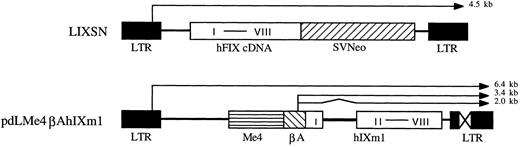 Fig. 1. hFIX expression vectors. pLIXSN contains a hFIX cDNA driven by long terminal repeat (LTR) promoter. pdLMe4βAhIXm1 contains a hFIX minigene (hIXm1) under the transcriptional control of β-actin promoter (βA) and four copies of MCK enhancer (Me4). I to VIII indicates eight exons of hFIX gene. SVNeo indicates a neomycin resistant gene under the control of SV40 immediate early promoter. X in LTR indicates the deleted enhancer region. Thin lines with arrow show the predicted mRNA species; and zigzag line indicates the portion (hFIX intron) to be spliced.