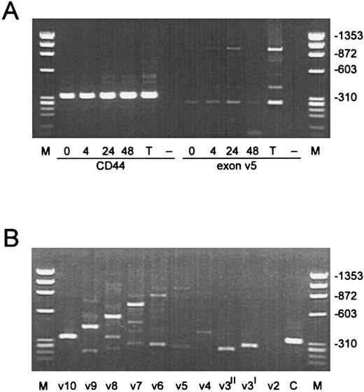 Fig. 5. RT-PCR amplification of cDNA with CD44 specific primers. (A) RNA prepared from resting EC and EC treated for 4, 24, and 48 hours with bFGF was amplified with 5′ and 3′ constant exon primers (CD44s) and with an exon v5 specific primer. The lane identified with “T” represents RNA from CD3 activated peripheral blood T lymphocytes, which serves as a positive control. Lanes identified with “–” represents RNA from a CD44− cell line. “M” represents the molecular weight markers, which are identified on the right. (B) RNA from bFGF activated (10 ng/mL, 24 hours) is amplified with specific primers for all variant exons. The lane identified with “C” represents the amplification with 3′ and 5′ constant exon primers (CD44s).