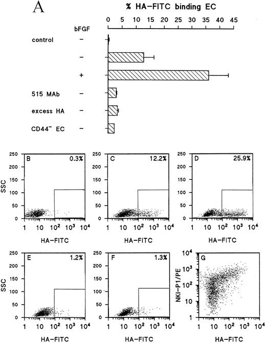 Fig. 6. bFGF induces an enhanced binding of EC to HA. (A) Control and bFGF (10 ng/mL) pretreated HUVEC were incubated with FITC-conjugated HA. Specificity of binding was determined by pretreatment of cells with 1 μg/mL 515 anti-CD44 antibody and by addition of excess (2.5 mg/mL) soluble HA. Results are expressed as the mean percentage of HA-binding cells of three experiments (± SEM). CD44− EC represent HUVEC directly used after isolation. The bar identified with “control” represents HUVEC that were not incubated with HA-FITC. (B) through (F) show the FACS-plots of one experiment in which green fluorescence (HA-FITC) is plotted against SSC. The percentage HA-FITC binding cells is indicated in the upper right corner.