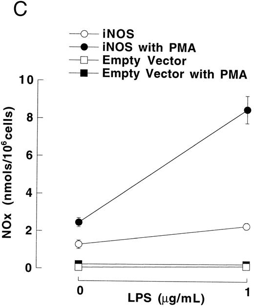 Fig. 3. NO−2 and NO−3 (NOx ) accumulation in transfected U937 cells. (A) Undifferentiated U937 cells without or with L-NMA (1 mmol/L; n = 3). (B) PMA-differentiated U937 cells without or with L-NMA (500 μmol/L). Cell-free supernatant was collected at 24 hours for measurement of NO−2 and NO−3 (n = 5). (C) Effects of PMA and LPS on NO−2 and NO−3 accumulation at 24 hours (see Materials and Methods; n = 3). All data are means ± SE.