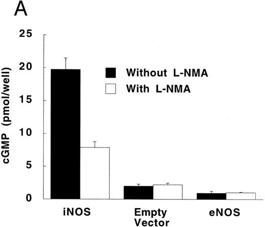 Fig. 5. Production of cGMP in RFL-6 reporter cells coincubated with transfected U937 cells. (A) RFL-6 cells were incubated with U937 cells transfected with the iNOS gene, the empty vector, or the eNOS gene, without or with L-NMA (500 μmol/L) as shown (see Materials and Methods). (B) RFL-6 cells were incubated with eNOS or empty vector transfected cells in the presence or absence of A2318 (1 μmol/L), a calcium ionophore, and without or with L-NMA (500 μmol/L). Data are means ± SE (n = 3 for both experiments).