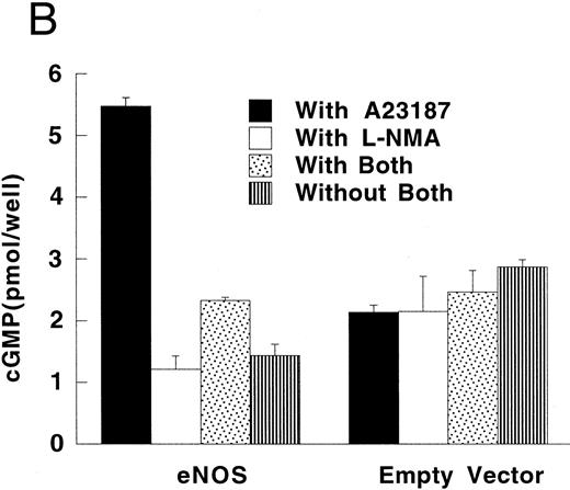 Fig. 5. Production of cGMP in RFL-6 reporter cells coincubated with transfected U937 cells. (A) RFL-6 cells were incubated with U937 cells transfected with the iNOS gene, the empty vector, or the eNOS gene, without or with L-NMA (500 μmol/L) as shown (see Materials and Methods). (B) RFL-6 cells were incubated with eNOS or empty vector transfected cells in the presence or absence of A2318 (1 μmol/L), a calcium ionophore, and without or with L-NMA (500 μmol/L). Data are means ± SE (n = 3 for both experiments).
