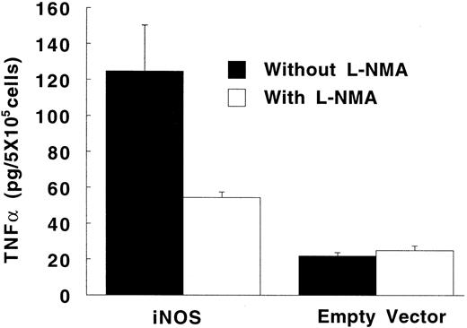 Fig. 6. Effect of endogenously produced NO on TNF-α secretion in transfected U937 cells. PMA-differentiated cells transfected with either the iNOS gene or the empty vector were cultured in LPS-free medium without or with L-NMA (500 μmol/L) for 24 hours. Data are means ± SE (n = 4).