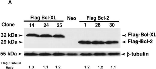 Fig. 1. Protein expression analysis of Flag-Bcl-2 and Flag-Bcl-XL in FL5.12 clones. (A) Immunoblot analysis of FL5.12 clones. Cell lysates from FL5.12 clones expressing Flag-Bcl-XL or Flag-Bcl-2 were electrophoresed through 12.5% SDS-polyacrylamide gels, transferred to nitrocellulose and incubated with anti-Flag MoAb (1 μg/mL). Relative ratios of Flag:β-tubulin protein expression determined by densitometric measurements following immunoblot analysis with anti-β–tubulin MoAb (clone TUB 2.1). Note that the Neo control does not contain Flag-Bcl-2 or Flag-Bcl-XL. The reaction was developed by enhanced chemiluminescence. (B) Fluorescence histograms of FL5.12 clones. Cell clones expressing Flag-Bcl-XL or Flag-Bcl-2 were analyzed for Flag-epitope expression by flow cytometry. Cells were stained with anti-Flag MoAb (1:50 dilution) and counter-stained with fluorescein isothiocyanate-conjugated Fc-specific antimouse IgG (1:50 dilution). Controls are FL5.12 clones expressing Flag-Bcl-XL (clone 14) or Flag-Bcl-2 (clone 1) stained with isotype-matched control IgG1 MoAb and counter-stained as above.