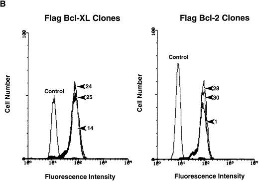 Fig. 1. Protein expression analysis of Flag-Bcl-2 and Flag-Bcl-XL in FL5.12 clones. (A) Immunoblot analysis of FL5.12 clones. Cell lysates from FL5.12 clones expressing Flag-Bcl-XL or Flag-Bcl-2 were electrophoresed through 12.5% SDS-polyacrylamide gels, transferred to nitrocellulose and incubated with anti-Flag MoAb (1 μg/mL). Relative ratios of Flag:β-tubulin protein expression determined by densitometric measurements following immunoblot analysis with anti-β–tubulin MoAb (clone TUB 2.1). Note that the Neo control does not contain Flag-Bcl-2 or Flag-Bcl-XL. The reaction was developed by enhanced chemiluminescence. (B) Fluorescence histograms of FL5.12 clones. Cell clones expressing Flag-Bcl-XL or Flag-Bcl-2 were analyzed for Flag-epitope expression by flow cytometry. Cells were stained with anti-Flag MoAb (1:50 dilution) and counter-stained with fluorescein isothiocyanate-conjugated Fc-specific antimouse IgG (1:50 dilution). Controls are FL5.12 clones expressing Flag-Bcl-XL (clone 14) or Flag-Bcl-2 (clone 1) stained with isotype-matched control IgG1 MoAb and counter-stained as above.
