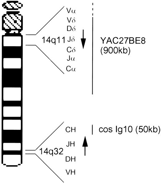 Fig. 1. Ideogram of chromosome 14 showing the location and transcriptional orientation (arrow) of the TCRα/δ and IgH loci and the approximate localization of the two probes, cosmid Ig10 and YAC 27BE8.