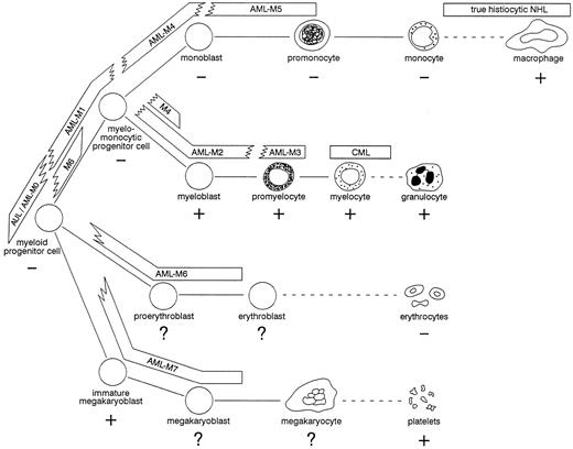 Fig. 4. Hypothetical scheme of myeloid differentiation. The expression of NAMLAA is indicated for each differentiation stage with + and −. The bars represent the various types of leukemias and non-Hodgkin's lymphomas and indicate where these malignancies can be located according to their maturation arrest. To indicate the heterogeneous phenotype found in most AML patients, the bars fade into each other. CML, chronic myeloid leukemia; NHL, non-Hodgkin's lymphoma.