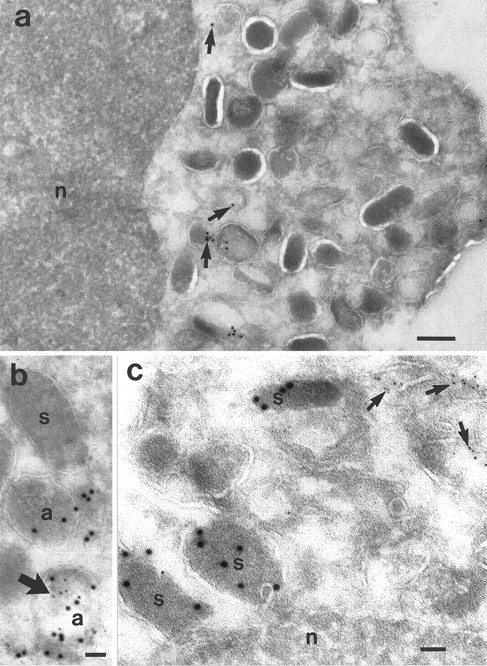 Fig. 5. Cryosections of neutrophils from PB. (a) Localization of NAMLAA after incubation with the NAMLAA-specific MoAb AAA4. The gold label is shown in vesicles and granules (arrows). No background is shown on the nucleus (n). (b) Micrograph showing double labeling for NAMLAA (5 nm gold) and MPO, a marker for azurophilic granules (10 nm gold). Both labels were seen in some, but not in all, MPO-positive azurophilic granules. (c) Localization of lactoferrin (10 nm gold) and NAMLAA (5 nm gold) showed that the lactoferrin-positive specific granules (s) were not labeled with AAA4, whereas other granules/vesicles were labeled with AAA4 (arrows). Bars: (a), 200 nm; (b), 50 nm; (c), 100 nm.