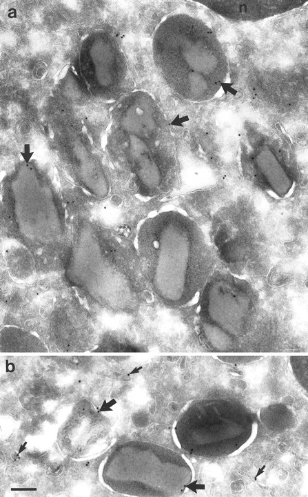 Fig. 6. Cryosections of eosinophils from PB incubated with MoAb AAA4. (a) Area of an eosinophil showing labeling for NAMLAA on the crystalloid-containing granules (arrows). (b) Area of another eosinophil showing labeling on the same granules (thick arrows) and on the membrane of small vesicles (small arrows). Bar = 200 nm.