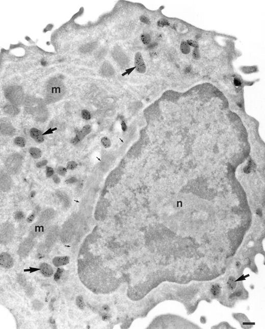 Fig. 1. Localization of TGF-α in promonocytes. Ultrathin cryosection of a promonocyte of the bone marrow labeled to detect TGF-α. Many granules are present strongly labeled for TGF-α (large arrows). Mitochondria (m) and nucleus (n) are negative. Small arrows are pointing to a large bundle of filaments characteristic for promonocytes. Bar = 300 nm.