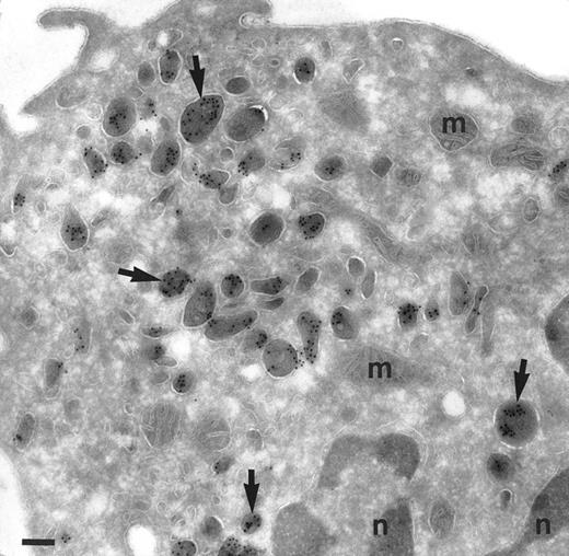 Fig. 2. Localization of TGF-α in monocytes. Cryosection of a monocyte from the peripheral blood incubated as in Fig 1. The same pattern of distribution of TGF-α is found as in promonocytes. Abundant electron-dense granules are intensively labeled (arrows). No background is observed in cytosol, mitochondria (m) and nucleus (n). Bar = 200 nm.