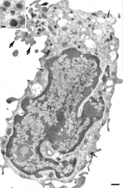 Fig. 3. Localization of TGF-α in monocytes after incubation with IL-10 and IFN-γ for 24 hours and labeled for TGF-α. Monocytes are polarized and degranulated. Still some granules are observed mainly underneath the cell surface, where the cell membrane is ruffled (large arrows). The granules are labeled (small arrows and inset). Inset is a higher magnification of the labeled area with asterisk. Bars = 500 nm, inset = 100 nm.