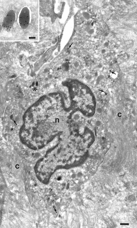 Fig. 4. Localization of TGF-α in macrophages. Cryosection of a macrophage from a nasal polyp labeled for TGF-α. A few granules are labeled for TGF-α (arrows). Nucleus, (n); bundles of collagen (C). Inset is a higher magnification of the marked granules (asterisk) to show the gold labeling. Bars = 500 nm, inset = 100 nm.