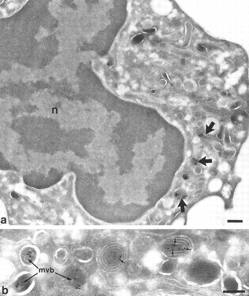 Fig. 6. Localization of TGF-α in neutrophil myelocytes from bone marrow. In (a) at lower magnification, a survey of a myelocyte showing a few positive vesicles (arrows). No labeling is shown elsewhere. Nucleus (n). (b) Higher magnification of an area from another myelocyte showing TGF-α labeling in multivesicular bodies (mvb) and multilaminar structures (small arrows). Bars a = 300 nm, b = 200 nm.