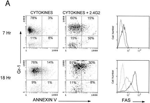 Fig. 2. Cytofluorimetric analysis of fas and Annexin-V on different bone marrow populations. Bone marrow cells (2 × 105/mL) were cultured 7 to 18 hours with rGM-CSF, rIL-3, and rIL-5 in the presence of 2.4G2 (25 μg/mL). Cells were stained with Gr-1 (PE) as a marker of the granulocyte population and with IgM (Cy5) as a marker of the lymphocyte population; Annexin-V (FITC) or fas (FITC) were added, and PI-positive cells were excluded in all experiments. A granulocyte gate and a lymphocyte gate were made based on the orthogonal and forward scatter. Fas expression was studied by comparing isotype-matched antibody (broken line), BM cells cultured in the presence of cytokines (thin line), and cells cultured with cytokines plus 2.4G2 (thick line). (A) Apoptotic analysis of the granulocytic cells. (B) Apoptotic analysis on the lymphocyte gate. The figure shows a representative experiment from 5 with similar results.