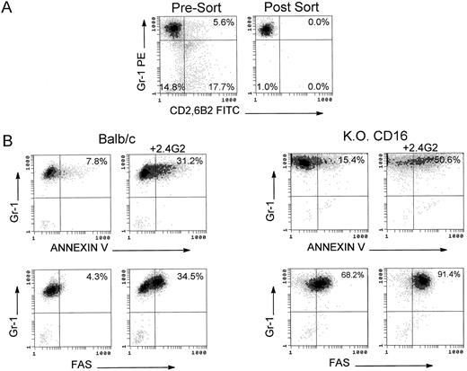 Fig. 3. Apoptotic mechanism on sorted Gr-1+ cells from bone marrow cultures of Balb/c and C57BL/6-KO CD16 mice. (A) Fresh BM cells were stained with Gr-1(PE), CD2(FITC), and 6B2(FITC). A granulocyte gate was used based on the orthogonal and forward scatter to perform the sorting. Gr-1+ CD2−, 6B2− cells were collected postsorting. (B) Apoptotic analysis of sorted Gr-1+ cells on Balb/c and C57BL/6-KO CD16 mice. Sorted cells (2 × 105/mL) were cultured for 24 hours with rGM-CSF, rIL-3, and rIL-5 in the presence of 2.4G2 (25 μg/mL). Annexin-V and fas expression were analyzed. The cursor was placed to compare the cultures with cytokines alone or in combination with 2.4G2. (C) RT-PCR analyses of FcγR were performed on sorted Gr-1+ population (1 × 106 cells). Arrow shows 600-bp standard in the 100-bp ladder. FcγRIIβ1 and β2 transcripts correspond to the bands at 477 and 339 bp, respectively.