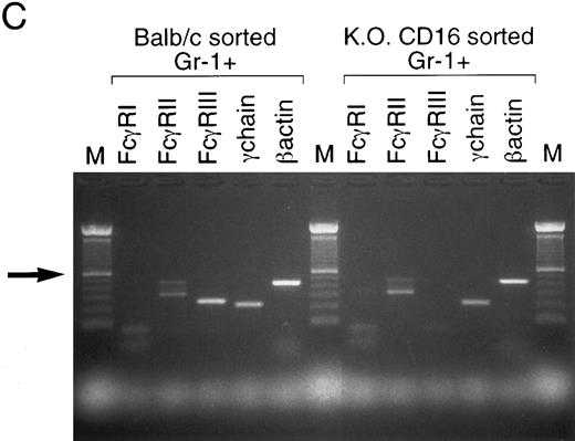 Fig. 3. Apoptotic mechanism on sorted Gr-1+ cells from bone marrow cultures of Balb/c and C57BL/6-KO CD16 mice. (A) Fresh BM cells were stained with Gr-1(PE), CD2(FITC), and 6B2(FITC). A granulocyte gate was used based on the orthogonal and forward scatter to perform the sorting. Gr-1+ CD2−, 6B2− cells were collected postsorting. (B) Apoptotic analysis of sorted Gr-1+ cells on Balb/c and C57BL/6-KO CD16 mice. Sorted cells (2 × 105/mL) were cultured for 24 hours with rGM-CSF, rIL-3, and rIL-5 in the presence of 2.4G2 (25 μg/mL). Annexin-V and fas expression were analyzed. The cursor was placed to compare the cultures with cytokines alone or in combination with 2.4G2. (C) RT-PCR analyses of FcγR were performed on sorted Gr-1+ population (1 × 106 cells). Arrow shows 600-bp standard in the 100-bp ladder. FcγRIIβ1 and β2 transcripts correspond to the bands at 477 and 339 bp, respectively.
