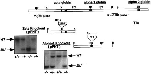 Fig. 1. Targeted disruption of the ζ- and α1-globin genes. Top: Map of the mouse α-globin locus with its three genes: ζ, α1, and α2. Middle: Maps of targeting vectors containing 6 Kb and 7.5 Kb genomic sequences of the ζ- and α1-genes, respectively. In both cases, interruption by homologous recombination would result in the insertion of the PGK-Neo cassette21 close to the middle of the respective genomic fragments. Note that in both cases the inserted PGK-Neo cassette would be transcribed in the direction opposite that of the ζ- and α-genes. Homologous recombination would introduce the PGK-Neo cassette at the Xba I site at the end of exon-1 of the ζ-gene, and would replace a 295 bp BamHI fragment containing a portion of the first intron and the second exon of the α1-gene. Bottom: Shown are examples of restriction endonuclease analyses of tail DNA prepared from wild-type (+/+), heterozygous (+/−), and homozygous (−/−) ζ- and α1-mutant mice. The position of the wild-type and mutant DNA fragments detected by the probe are indicated by labeled arrows. Filters were probed with the indicated genomic fragments (5′ ζ KO probe and 3′ α KO probe) both of which reside outside the region involved in homologous recombination. For the ζ-mutation, DNA was digested with EcoRV and probed with a 1.8 Kb R5-Xba I fragment. For the α1 mutation, DNA was digested with EcoRI and probed with 1.2 Kb BamHI-EcoRI fragment. Restriction endonuclease symbols: R5 = EcoRV; X = Xba I; E = EcoRI; B = BamHI.