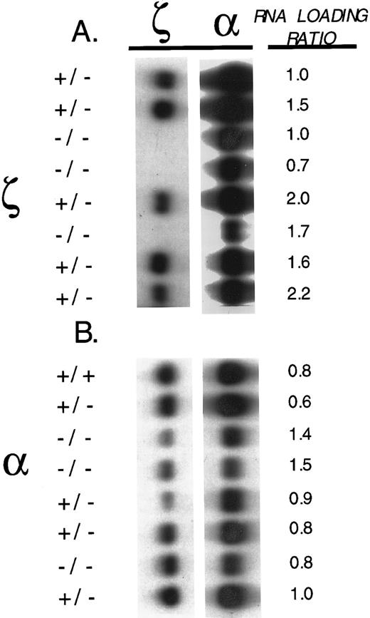 Fig. 2. ζ- and α-globin mRNAs in ζ- and α1-heterozygote and null embryos. (A) Total RNA analyses of 10-day pc littermate embryos that are heterozygous (+/−) and homozygous (−/−) for the ζ-null mutation. The blot was hybridized sequentially with three different probes: ζ- 1 Kb genomic Xba I-EcoRI fragment containing exon-1 plus a portion of the 5′ untranslated region of the ζ-globin gene), α1- 600 bp genomic BamHI-EcoRI fragment containing exon-3 and a portion of the 3′ untranslated region of the α1-globin gene), and a murine actin probe used to quantitate RNA loading. (B) Total RNA analyses of 12-day pc littermate embryos that are wild type (+/+), heterozygous (+/−), and homozygous (−/−) for the α1-null mutation. The filter was hybridized sequentially with the three different probes as described above in A. The relative amount of mRNA loaded on the gel was determined by measuring the relative density of the actin mRNA band detected with the actin probe in each sample and is indicated by the relative “load factor” shown in the figure.
