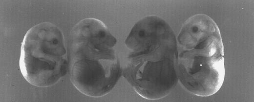 Fig. 3. Variation in size and pallor of homozygous ζ−/− null embryos produced in an outbred genetic background. The four 12-day pc embryos are the littermate progeny of a mating between ζ−/− parents of the mixed 129/Black Swiss background. Note the variation in size among the littermates. Not easily discerned in the black and white photograph is the extreme pallor of the two embryos at the ends of the row.