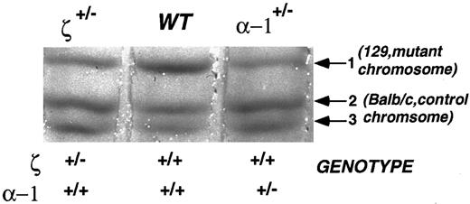 Fig. 5. Immobilized gradient isoelectric focusing analysis of mouse hemoglobins. This analysis allows the detection of the products of each parental chromosome separately, the BALB/c wild-type chromosome and the 129/SvEv chromosome bearing the inserted ζ- or α1-globin genes in heterozygous mice. Each band represents a mouse hemoglobin carrying a different α-globin chain. The 129/SvEv chromosome bearing the PGK-Neo insertion in the ζ- or α1-gene specifies α-chain–1 (Hbaa). The normal BALB/c chromosome borne by each of these heterozygous mutant mice carries the allele for Hbab and specifies α-chains–2 and –3. Thus, the reduced amount of hemoglobin with chain-1 in the ζ-heterozygote reflects a repressive effect on α-globin expression in cis to the insertion of the PGK-Neo cassette.