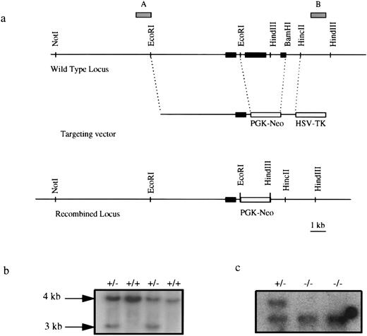 Fig. 1. Targeted disruption of the EKLF gene. (a) Targeting strategy. Solid boxes denote exons 1, 2, and 3. Gray boxes represent probes used in Southern blot analysis. Exons 2 and most of exon 3 were deleted in a targeted allele, effectively removing 239 amino acids of the 358-amino acid protein.21 (b) Southern blot analysis of EKLF+/+ and EKLF+/− ES cell clones using HindIII digestion and probe B. The 4-kb fragment represents the WT allele and the 3 kb represents the targeted allele. (c) Southern blot analysis using HindIII digested DNA from EKLF+/− and EKLF−/− ES cells derived by selection in elevated G418, using probe B. Hybridizations with probe A and a Neo probe confirmed that a homologous recombination event had occurred (data not shown).