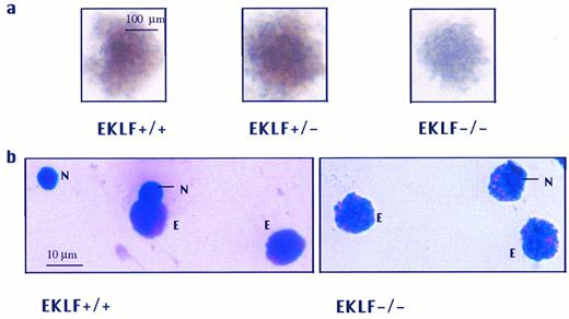 Fig. 2. (a) In vitro differentiated erythroid colonies of EKLF+/+, EKLF+/−, and EKLF−/− ES cell-derived erythroid colonies at day 8 of replating. Both EKLF+/+ and EKLF+/− colonies were hemoglobinized as indicated by the reddish coloration, whereas the EKLF−/− colony was poorly hemoglobinized with a slight reddish tinge. Colonies are shown at the same magnification. (b) Staining of EKLF+/+ and EKLF−/− colonies with crystal violet. Single colonies were picked, spread on slides, and stained with crystal violet. Small dark Heinz bodies indicative of excess α-globin chains were present in the enucleated EKLF−/− erythrocytes (N, nucleus; E, erythrocytes).