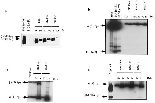 Fig. 3. RT-PCR using RNA from EKLF+/+, EKLF+/−, and EKLF−/− ES cell-derived erythroid colonies. RNA from each erythroid colony was purified and 1/10 of the RNA was reversed transcribed and amplified by PCR using α- and β-globin specific primers to confirm that the colonies were erythroid. The rest of the RNAs were then reverse transcribed and cDNAs from three erythroid colonies of each genotype were then pooled. The resulting cDNAs were diluted 1× and 10×, and amplified by PCR in the presence of 32P-dCTP. The PCR products were separated on a polyacrylamide gel, quantitated by phosphorimaging, and exposed to autoradiography. (a) α- and ζ-globin specific primers. Controls are embryonic yolk sac (YS) and fetal liver (FL). (b) α- and εy-globin specific primers. (c) α- and β-globin specific primers. (d) α- and βh1-globin specific primers. βh1-globin mRNA was not detected in the WT colonies, but was present in EKLF+/− colonies at about 1/10 the level in EKLF−/− colonies after normalizing against α-globin mRNA. εy-globin and ζ-globin mRNAs were not detectable in colonies of any of the three genotypes.