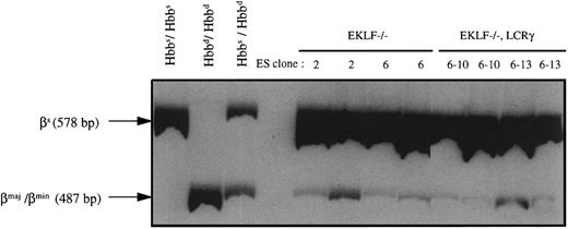 Fig. 4. RT-PCR analysis of peripheral blood of chimeric mice produced with EKLF−/− or EKLF−/−, LCRγ ES cells. Chimeras were generated by injecting EKLF−/− clones 2 and 6, and EKLF−/−, LCRγ clones 6-10 and 6-13 into C57BL/6J blastocysts. RNA was prepared from peripheral blood of eight chimeric mice at approximately 3 to 4 months of age and RT-PCR was performed using β-globin primers in the presence of 32P-dCTP. The RT-PCR products were then digested with Msc I and separated on a 5% polyacrylamide gel, quantitated by phosphorimaging, and exposed to autoradiography. The 578-bp fragment represents the Msc I-resistant, βsingle-globin RT-PCR product and the 487-bp fragment represents the Msc I-restricted, βmaj-, βmin-globin RT-PCR products (the 91-bp fragment was run off the gel to better resolve the 578 and 487 fragments). mRNAs from blood of C57BL/6J mice (Hbbs/Hbbs), 129Sv/Ev mice (Hbbd/Hbbd), and (C57BL/6J × CBA/J) F1 mice (Hbbs/Hbbd) were used as controls.