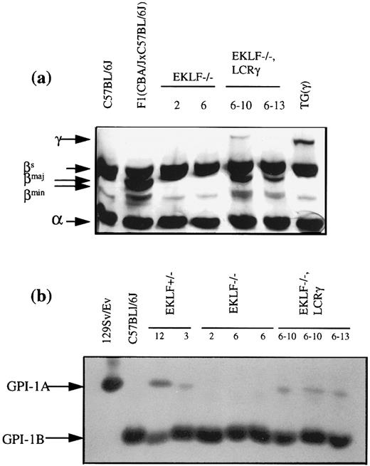 Fig. 5. Analysis of ES cell contributions to the red cells of chimeras. (a) Acid urea-Triton X-100 (Sigma, St Louis, MO) polyacrylamide gel electrophoretic analysis of globin chains from the blood of EKLF−/− and EKLF−/−, LCRγ chimeras. Blood from a mouse transgenic for the human LCRγ hybrid gene (TGγ), a C57BL/6J mouse of Hbbs haplotype and a (C57BL/6J × CBA/J) F1 mouse of Hbbs/Hbbd haplotype were used as controls. The gel was deliberately overstained with Protostain silver stain to enable detection of the human γ-globin chain and, the βmaj and βmin -globin chains in the EKLF−/−, LCRγ chimeric mice. (b) GPI-1 analysis of red blood cells. Red cell extracts from chimeras produced with EKLF+/− clone #12, EKLF−/− clone 2 and 6 and, EKLF−/−, LCRγ clone 6-10 and 6-13 were separated by cellulose acetate electrophoresis and stained for GPI-1 enzymatic activity. Red cell extracts from 129/SvEv mice and C57BL/6J mice were used as controls for GPI-1A and GPI-1B isozymes, respectively. R1 ES cells produce GPI-1A and cells derived from the host blastocyst produce GPI-1B. To detect GPI-1A activity in the blood of EKLF−/−, LCRγ 6-10 and 6-13 chimeras, the stain was overdeveloped such that detection of GPI-1B from the host blastocysts was past saturation limits of the assay.