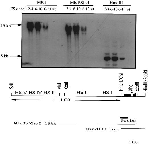 Fig. 6. Transfection of a human LCRγ-globin gene into the EKLF−/− ES clones. A 26-kb Sal I fragment containing a human LCR/γ-globin construct and a PGK-puromycin resistance gene were coelectroporated into EKLF−/− ES cells. Three clones (2-4, 6-10, and 6-13) out of 27 puromycin-resistant clones carried the human LCR/γ-globin hybrid gene. The top panel shows a Southern blot analysis of Mlu I, Mlu I/Xho I, and HindIII restricted genomic DNAs using the indicated probe. The presence of a 15-kb Mlu I/Xho I and an overlapping 5-kb HindIII fragment in all three clones suggested at least 16 kb of the hybrid gene had integrated into the genome of the ES cells. The human LCR/γ-globin gene is shown at the bottom. The three solid black boxes represent the three exons of the human γ-globin gene and the solid gray box represents the probe used in the Southern blot analysis.