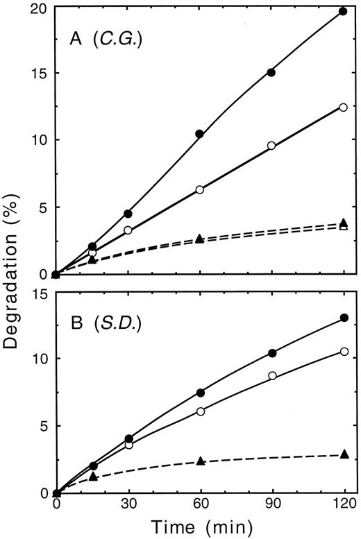 Fig. 3. Time course of 3H-α-chain degradation. Replicate proteolysis reaction mixtures contained a hemolysate from the blood cells of donor C.G. (A) or S.D. (B) and were incubated at 37°C for either 0, 15, 30, 60, 90, or 120 minutes. Mixtures contained ATP, an ATP-regenerating system, supplementary Ub, and either no Ubal (○), 0.8 μmol/L Ubal (A, •), or 1.0 μmol/L Ubal (B, •). Data also are shown from the corresponding mixtures without added ATP and ± Ubal (▴ and ▵, respectively; note that unfilled symbols may be obscured by overlap with filled symbols). Each data point represents the average from duplicate reaction mixtures.