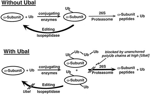 Fig. 5. Proposed scheme for the effect of Ubal on Ub-dependent proteolysis of Hb α-subunits in β-thalassemic hemolysates. Ub molecules are conjugated to the α-chain or α-globin substrates. Without Ubal, there are few conjugates and most are only sparsely ubiquitinated, in part because of ongoing deubiquitination by isopeptidase(s). These conjugates are poorly degraded by the 26S proteasome. Deubiquitination is inhibited by low concentrations (≤1 μmol/L) of Ubal. This results in more highly ubiquitinated conjugates (either from ubiquitination of multiple substrate lysines or from elaboration of polyUb chains, or both) that are more efficiently degraded by the 26S proteasome. Also, inhibition by Ubal of an “editing” isopeptidase within the 26S proteasome promotes degradation of even poorly ubiquitinated α-subunits.42 At higher levels, Ubal also blocks another isopeptidase(s) that leads to the accumulation of unanchored polyUb chains that inhibit processing of conjugates by the 26S proteasome.