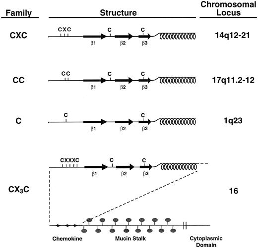 Fig. 1. Chemokine families. Chemokines are divided into families based on structural and genetic considerations. All chemokines are structurally similar, having at least three β-pleated sheets (indicated as β1-3) and a C-terminal α-helix. Most chemokines also have at least four cysteines in conserved positions. In the CXC chemokine family, the two cysteines nearest the N-termini of family members are separated by a single (and variable) amino acid. The genes encoding these proteins cluster at human chromosome 14q12-21 (except for SDF-1α whose gene maps to chromosome 1053). In the CC chemokine family, the two cysteines nearest the N-termini of these proteins are adjacent. Their genes cluster at 17q11.2-12 (except for MIP-3β, whose gene maps to chromosome 9117 and MIP-3α/LARC which maps to chromosome 2117a). Lymphotactin is a structurally related chemokine having only one cysteine near its N-terminus and is said to belong to the C chemokine family. The CX3C chemokine (also called “fractalkine” or “neurotactin”) has a typical chemokine-like structure at its N-terminus except for the placement of three amino acids between the first two cysteines. This chemokine domain occurs at the end of a long stalk which is heavily substituted with mucin-like carbohydrates. The protein is embedded in the membrane and has a short cytoplasmic domain.