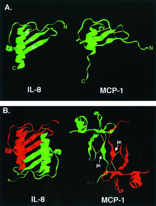 Fig. 2. Chemokine structure. (A) Three-dimensional structures of IL-8 and MCP-1 monomers. The three β-pleated sheets of IL-8 are easier to appreciate than those of MCP-1 and are indicated. (B) Three-dimensional structures of IL-8 and MCP-1 dimers. The profound difference in dimer structure is indicated. For MCP-1 and other CC chemokines, dimerization near the N-terminus involves a short, so-called β0 sheet which is indicated.119120 Reprinted with permission from Rollins BJ: Monocyte chemoattractant protein 1: A potential regulator of monocyte recruitment in inflammatory disease. Molecular Medicine Today, vol 2, p 198, 1996.266