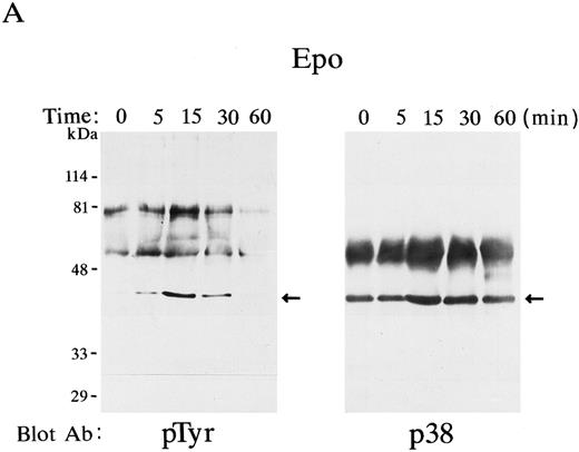 Fig. 1. p38 was phosphorylated by Epo and IL-3 stimulation. p38 was immunoprecipitated at various time points (0 to 60 minutes) in Epo-stimulated FD-EPO cell lysates (A) or IL-3–stimulated FDC-P2 cell lysates (B). The immunoprecipitates were immunoblotted with antiphosphotyrosine antibody 4G10 (left panels) or with p38 antibody (right panels). Arrows indicate the phosphorylated p38 (left panels) and total p38 (right panels).