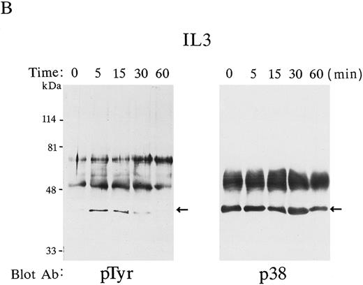 Fig. 1. p38 was phosphorylated by Epo and IL-3 stimulation. p38 was immunoprecipitated at various time points (0 to 60 minutes) in Epo-stimulated FD-EPO cell lysates (A) or IL-3–stimulated FDC-P2 cell lysates (B). The immunoprecipitates were immunoblotted with antiphosphotyrosine antibody 4G10 (left panels) or with p38 antibody (right panels). Arrows indicate the phosphorylated p38 (left panels) and total p38 (right panels).