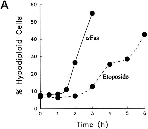 Fig. 1. Anti-Fas- and etoposide-induced apoptosis proceed through a common downstream pathway. (A) Wild-type Jurkat cells were incubated with 100 ng/mL 7C11 anti-Fas ( — ) or 68 μmol/L etoposide (- - - -) for the indicated times at 37°C. After DNA was stained with propidium iodide, hypodiploid cells were detected by flow cytometry. In additional experiments, appearance of Jurkat cells with subdiploid DNA content was observed after 6 hours of etoposide treatment at concentrations as low as 6.8 μmol/L (Fig 4B). (B) RT-PCR analysis of caspase expression in untreated Jurkat cells. Each lane contains one-tenth volume from the PCR reaction for the target mRNA indicated above the respective lane. Except caspases-1 and -5, which were amplified for 35 cycles, all reactions were amplified for 30 cycles. The lane marked β-actin (-RT) is a control PCR reaction using poly A+ RNA as template. The lack of a product in this lane confirms that the products observed in the other lanes are not derived from genomic DNA. (C through E) Cells were incubated with 100 ng/mL 7C11 anti-Fas or 68 μmol/L etoposide for the indicated times at 37°C. (C) Total cellular protein was subjected to SDS-PAGE, transferred to nitrocellulose, and probed with antibodies that recognize PARP, laminB1 , and procaspase-2, -3, and -7. Arrowheads indicate specific cleavage products. / (D) Cytosolic extracts were assayed for DEVD-AFC, VEID-AFC, and YVAD-AFC cleavage activities. Control experiments indicated that YVAD-AFC cleavage activity could be readily detected in cytosol from THP.1 cells. (E) Cytosolic extracts were incubated with 1 μmol/L Z-EK (bio)D-amok, subjected to SDS-PAGE, transferred to nitrocellulose, and probed with peroxidase-conjugated streptavidin. Lane 1, cytosol from etoposide-treated HL-60 cells showing the previously described IRPs that label with Z-EK(bio)D-amok.11