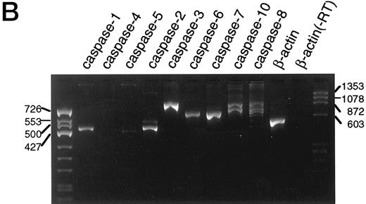 Fig. 1. Anti-Fas- and etoposide-induced apoptosis proceed through a common downstream pathway. (A) Wild-type Jurkat cells were incubated with 100 ng/mL 7C11 anti-Fas ( — ) or 68 μmol/L etoposide (- - - -) for the indicated times at 37°C. After DNA was stained with propidium iodide, hypodiploid cells were detected by flow cytometry. In additional experiments, appearance of Jurkat cells with subdiploid DNA content was observed after 6 hours of etoposide treatment at concentrations as low as 6.8 μmol/L (Fig 4B). (B) RT-PCR analysis of caspase expression in untreated Jurkat cells. Each lane contains one-tenth volume from the PCR reaction for the target mRNA indicated above the respective lane. Except caspases-1 and -5, which were amplified for 35 cycles, all reactions were amplified for 30 cycles. The lane marked β-actin (-RT) is a control PCR reaction using poly A+ RNA as template. The lack of a product in this lane confirms that the products observed in the other lanes are not derived from genomic DNA. (C through E) Cells were incubated with 100 ng/mL 7C11 anti-Fas or 68 μmol/L etoposide for the indicated times at 37°C. (C) Total cellular protein was subjected to SDS-PAGE, transferred to nitrocellulose, and probed with antibodies that recognize PARP, laminB1 , and procaspase-2, -3, and -7. Arrowheads indicate specific cleavage products. / (D) Cytosolic extracts were assayed for DEVD-AFC, VEID-AFC, and YVAD-AFC cleavage activities. Control experiments indicated that YVAD-AFC cleavage activity could be readily detected in cytosol from THP.1 cells. (E) Cytosolic extracts were incubated with 1 μmol/L Z-EK (bio)D-amok, subjected to SDS-PAGE, transferred to nitrocellulose, and probed with peroxidase-conjugated streptavidin. Lane 1, cytosol from etoposide-treated HL-60 cells showing the previously described IRPs that label with Z-EK(bio)D-amok.11