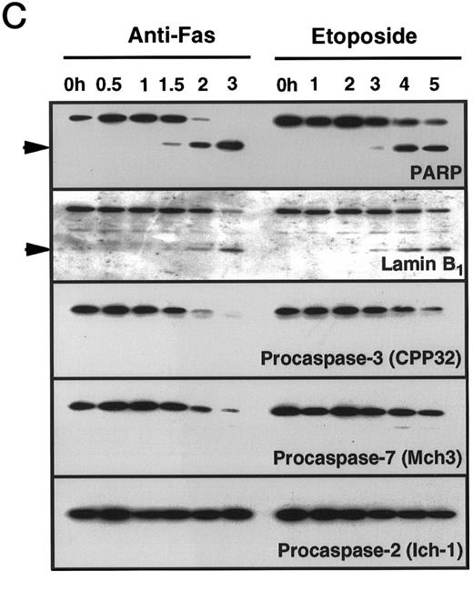 Fig. 1. Anti-Fas- and etoposide-induced apoptosis proceed through a common downstream pathway. (A) Wild-type Jurkat cells were incubated with 100 ng/mL 7C11 anti-Fas ( — ) or 68 μmol/L etoposide (- - - -) for the indicated times at 37°C. After DNA was stained with propidium iodide, hypodiploid cells were detected by flow cytometry. In additional experiments, appearance of Jurkat cells with subdiploid DNA content was observed after 6 hours of etoposide treatment at concentrations as low as 6.8 μmol/L (Fig 4B). (B) RT-PCR analysis of caspase expression in untreated Jurkat cells. Each lane contains one-tenth volume from the PCR reaction for the target mRNA indicated above the respective lane. Except caspases-1 and -5, which were amplified for 35 cycles, all reactions were amplified for 30 cycles. The lane marked β-actin (-RT) is a control PCR reaction using poly A+ RNA as template. The lack of a product in this lane confirms that the products observed in the other lanes are not derived from genomic DNA. (C through E) Cells were incubated with 100 ng/mL 7C11 anti-Fas or 68 μmol/L etoposide for the indicated times at 37°C. (C) Total cellular protein was subjected to SDS-PAGE, transferred to nitrocellulose, and probed with antibodies that recognize PARP, laminB1 , and procaspase-2, -3, and -7. Arrowheads indicate specific cleavage products. / (D) Cytosolic extracts were assayed for DEVD-AFC, VEID-AFC, and YVAD-AFC cleavage activities. Control experiments indicated that YVAD-AFC cleavage activity could be readily detected in cytosol from THP.1 cells. (E) Cytosolic extracts were incubated with 1 μmol/L Z-EK (bio)D-amok, subjected to SDS-PAGE, transferred to nitrocellulose, and probed with peroxidase-conjugated streptavidin. Lane 1, cytosol from etoposide-treated HL-60 cells showing the previously described IRPs that label with Z-EK(bio)D-amok.11