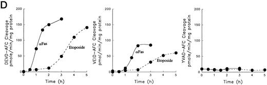 Fig. 1. Anti-Fas- and etoposide-induced apoptosis proceed through a common downstream pathway. (A) Wild-type Jurkat cells were incubated with 100 ng/mL 7C11 anti-Fas ( — ) or 68 μmol/L etoposide (- - - -) for the indicated times at 37°C. After DNA was stained with propidium iodide, hypodiploid cells were detected by flow cytometry. In additional experiments, appearance of Jurkat cells with subdiploid DNA content was observed after 6 hours of etoposide treatment at concentrations as low as 6.8 μmol/L (Fig 4B). (B) RT-PCR analysis of caspase expression in untreated Jurkat cells. Each lane contains one-tenth volume from the PCR reaction for the target mRNA indicated above the respective lane. Except caspases-1 and -5, which were amplified for 35 cycles, all reactions were amplified for 30 cycles. The lane marked β-actin (-RT) is a control PCR reaction using poly A+ RNA as template. The lack of a product in this lane confirms that the products observed in the other lanes are not derived from genomic DNA. (C through E) Cells were incubated with 100 ng/mL 7C11 anti-Fas or 68 μmol/L etoposide for the indicated times at 37°C. (C) Total cellular protein was subjected to SDS-PAGE, transferred to nitrocellulose, and probed with antibodies that recognize PARP, laminB1 , and procaspase-2, -3, and -7. Arrowheads indicate specific cleavage products. / (D) Cytosolic extracts were assayed for DEVD-AFC, VEID-AFC, and YVAD-AFC cleavage activities. Control experiments indicated that YVAD-AFC cleavage activity could be readily detected in cytosol from THP.1 cells. (E) Cytosolic extracts were incubated with 1 μmol/L Z-EK (bio)D-amok, subjected to SDS-PAGE, transferred to nitrocellulose, and probed with peroxidase-conjugated streptavidin. Lane 1, cytosol from etoposide-treated HL-60 cells showing the previously described IRPs that label with Z-EK(bio)D-amok.11